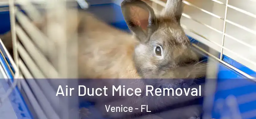 Air Duct Mice Removal Venice - FL
