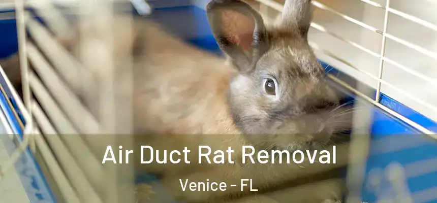  Air Duct Rat Removal Venice - FL